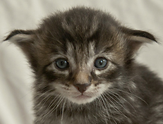 Wildfee's Norwegische Waldkatzen Wildfee's Polar Tiger - 3 Woche alt