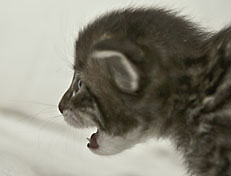 Wildfee's Norwegische Waldkatzen Wildfee's Polar Tiger - 3 Woche alt