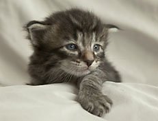 Wildfee's Norwegische Waldkatzen Wildfee's Polar Tiger - 3 Woche alt