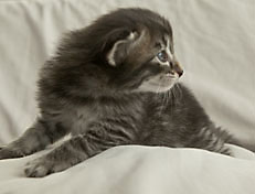 Wildfee's Norwegische Waldkatzen Wildfee's Polar Tiger - 3 Woche alt