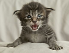 Wildfee's Norwegische Waldkatzen Wildfee's Polar Tiger - 3 Woche alt