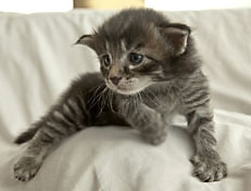 Wildfee's Norwegische Waldkatzen Wildfee's Polar Tiger - 3 Woche alt