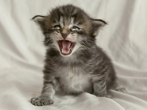 Wildfee's Norwegische Waldkatzen Wildfee's Polar Tiger - 3 Woche alt