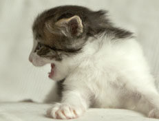 Wildfee's Norwegische Waldkatzen Wildfee's Pan Daradei - 4 Wochen alt