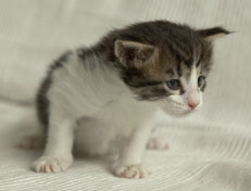 Wildfee's Norwegische Waldkatzen Wildfee's Pan Daradei - 4 Wochen alt