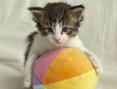 Wildfee's Norwegische Waldkatzen Wildfee's Pan Daradei - 4 Wochen alt