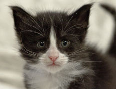 Wildfee's Norwegische Waldkatzen Wildfee's Pan der Große - 4 Wochen alt