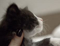 Wildfee's Norwegische Waldkatzen Wildfee's Pan der Große - 4 Wochen alt