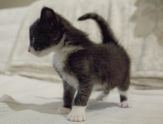 Wildfee's Norwegische Waldkatzen Wildfee's Pan der Große - 4 Wochen alt