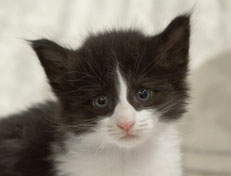 Wildfee's Norwegische Waldkatzen Wildfee's Pandora - 4 Wochen alt