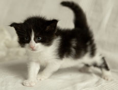 Wildfee's Norwegische Waldkatzen Wildfee's Pandora - 4 Wochen alt