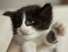 Wildfee's Norwegische Waldkatzen Wildfee's Pandora - 4 Wochen alt