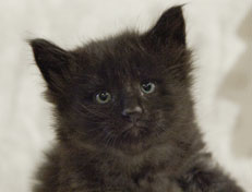 Wildfee's Norwegische Waldkatzen Wildfee's Pasha Panther Ray - 4 Wochen alt