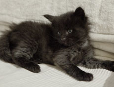 Wildfee's Norwegische Waldkatzen Wildfee's Pasha Panther Ray - 4 Wochen alt