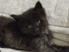 Wildfee's Norwegische Waldkatzen Wildfee's Pasha Panther Ray - 4 Wochen alt