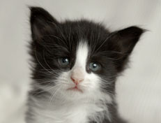 Wildfee's Norwegische Waldkatzen SC Wildfee's Pernilla - 4 Wochen alt