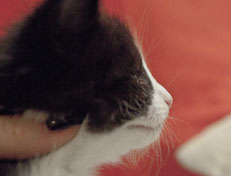 Wildfee's Norwegische Waldkatzen SC Wildfee's Pernilla - 4 Wochen alt