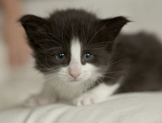 Wildfee's Norwegische Waldkatzen SC Wildfee's Pernilla - 4 Wochen alt