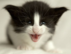 Wildfee's Norwegische Waldkatzen SC Wildfee's Pernilla - 4 Wochen alt