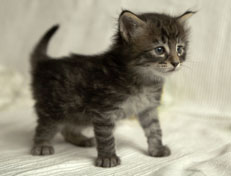 Wildfee's Norwegische Waldkatzen Wildfee's Perseus - 4 Wochen alt