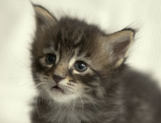 Wildfee's Norwegische Waldkatzen Wildfee's Perseus - 4 Wochen alt