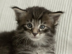 Wildfee's Norwegische Waldkatzen Wildfee's Polar Tiger - 4 Wochen alt