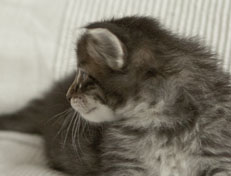 Wildfee's Norwegische Waldkatzen Wildfee's Polar Tiger - 4 Wochen alt