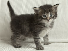 Wildfee's Norwegische Waldkatzen Wildfee's Polar Tiger - 4 Wochen alt