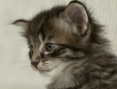 Wildfee's Norwegische Waldkatzen Wildfee's Polar Tiger - 4 Wochen alt