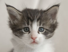 Wildfee's Norwegische Waldkatzen Wildfee's Pan Daradei - 5 Wochen alt