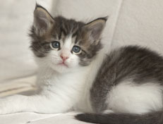 Wildfee's Norwegische Waldkatzen Wildfee's Pan Daradei - 5 Wochen alt