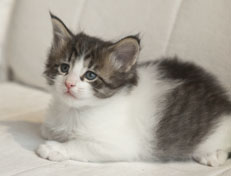 Wildfee's Norwegische Waldkatzen Wildfee's Pan Daradei - 5 Wochen alt