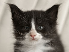 Wildfee's Norwegische Waldkatzen Wildfee's Pan der Große - 5 Wochen alt