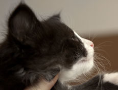 Wildfee's Norwegische Waldkatzen Wildfee's Pan der Große - 5 Wochen alt