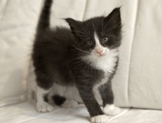 Wildfee's Norwegische Waldkatzen Wildfee's Pan der Große - 5 Wochen alt