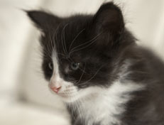 Wildfee's Norwegische Waldkatzen Wildfee's Pan der Große - 5 Wochen alt