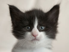 Wildfee's Norwegische Waldkatzen Wildfee's Pandora - 5 Wochen alt