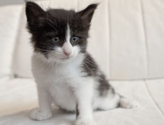 Wildfee's Norwegische Waldkatzen Wildfee's Pandora - 5 Wochen alt