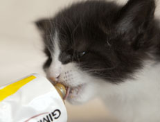 Wildfee's Norwegische Waldkatzen Wildfee's Pandora - 5 Wochen alt