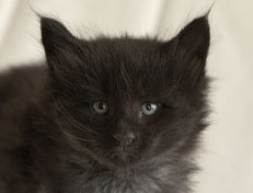 Wildfee's Norwegische Waldkatzen Wildfee's Pasha Panther Ray - 5 Wochen alt