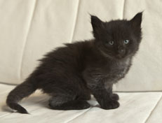 Wildfee's Norwegische Waldkatzen Wildfee's Pasha Panther Ray - 5 Wochen alt