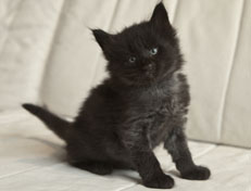 Wildfee's Norwegische Waldkatzen Wildfee's Pasha Panther Ray - 5 Wochen alt