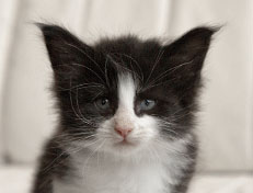 Wildfee's Norwegische Waldkatzen SC Wildfee's Pernilla - 5 Wochen alt