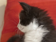 Wildfee's Norwegische Waldkatzen SC Wildfee's Pernilla - 5 Wochen alt