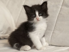 Wildfee's Norwegische Waldkatzen SC Wildfee's Pernilla - 5 Wochen alt