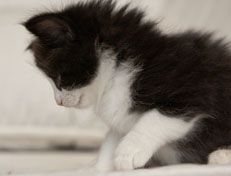 Wildfee's Norwegische Waldkatzen SC Wildfee's Pernilla - 5 Wochen alt