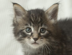 Wildfee's Norwegische Waldkatzen Wildfee's Perseus - 5 Wochen alt