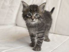 Wildfee's Norwegische Waldkatzen Wildfee's Perseus - 5 Wochen alt