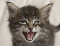 Wildfee's Norwegische Waldkatzen Wildfee's Perseus - 5 Wochen alt