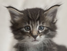 Wildfee's Norwegische Waldkatzen Wildfee's Polar Tiger - 5 Wochen alt